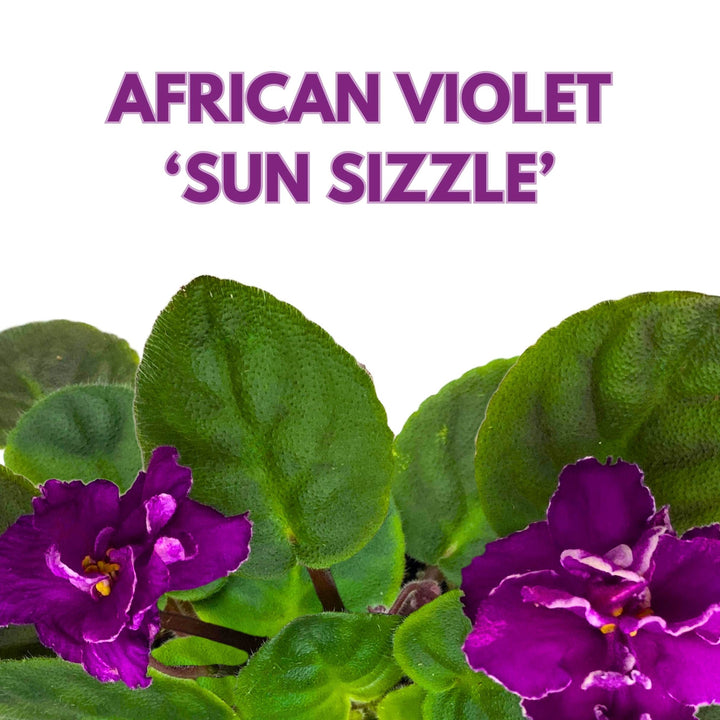 Sun Sizzle African Violet Saintpaulia 4 inch