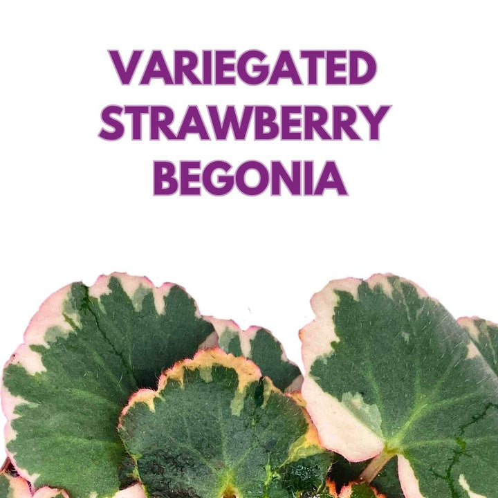 Variegated Strawberry Begonia 4 inch Saxifraga stolonifera