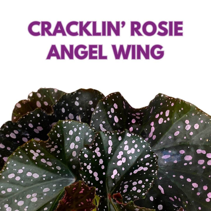 Begonia Cracklin' Rosie Angel Wing Cane 4 inch