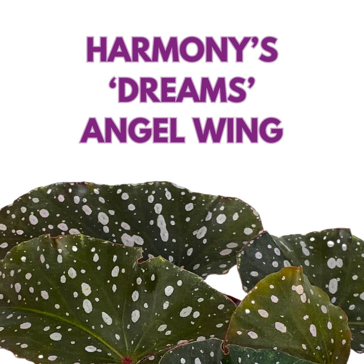 Harmony's Dreams Angel Wing Cane Begonia 4 inch