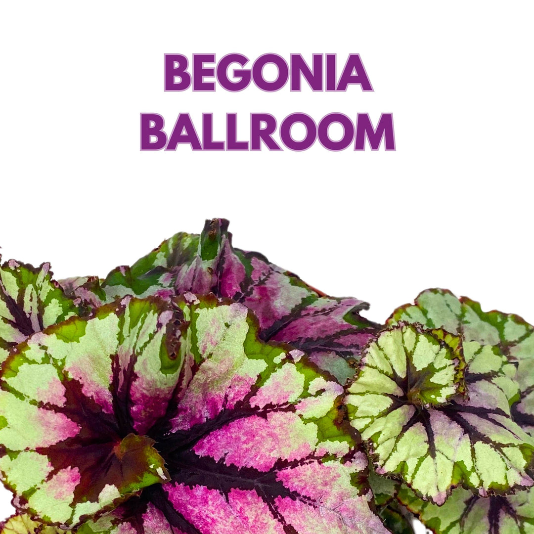 Begonia Rex Ballroom 4 inch