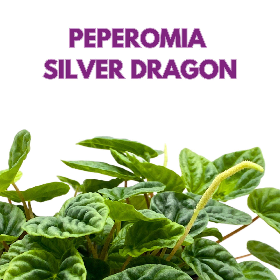 Peperomia Silver Dragon Light Green Emerald Ripple 6 inch