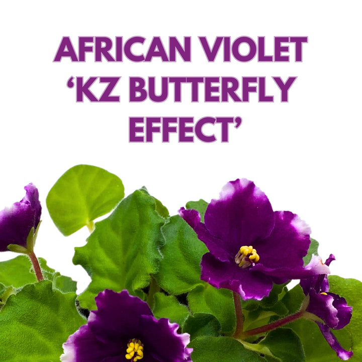 KZ Butterfly Effect African Violet 4 inch