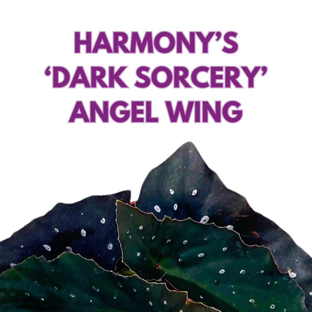 Harmony's Dark Sorcery Angel Wing Begonia 4 inch