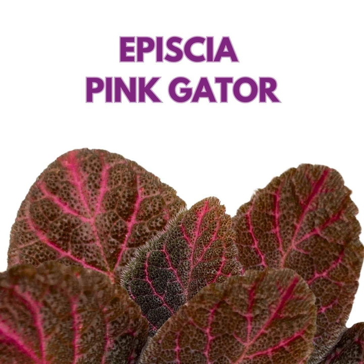 Episcia Pink Gator Flame Violet 2 inch