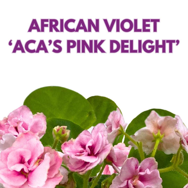 African Violet Aca's Pink Delight 4 inch Gesneriad