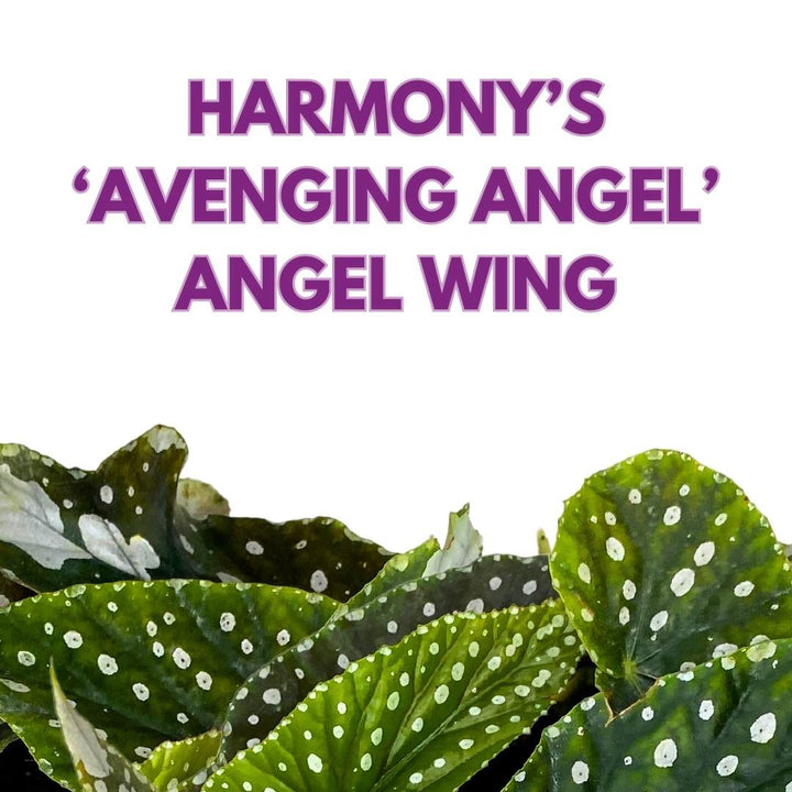 Angel Wing Cane Begonia Harmony's Avenging Angel 6 inch