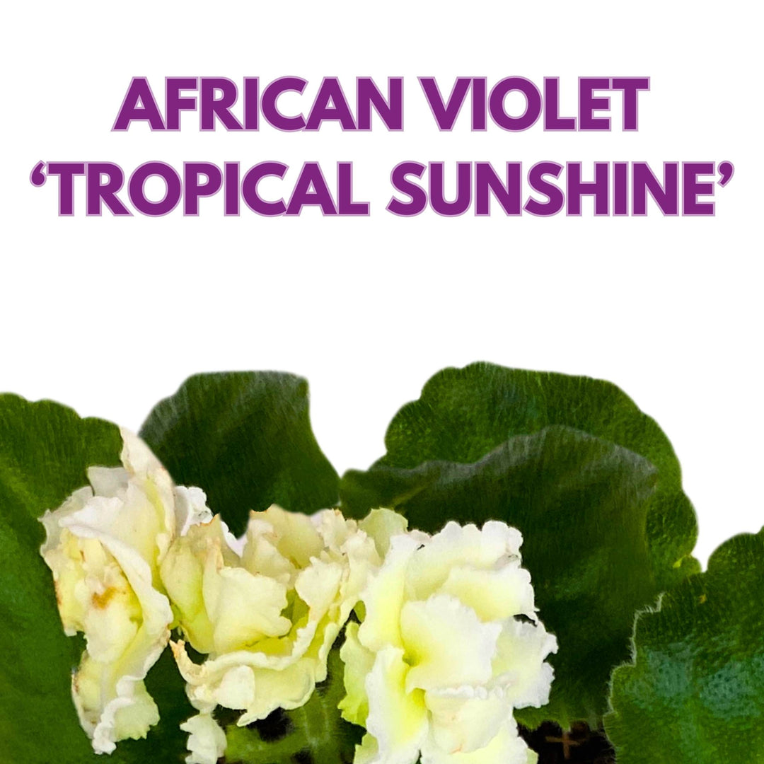 Tropical Sunshine African Violet Saintpaulia 4 inch