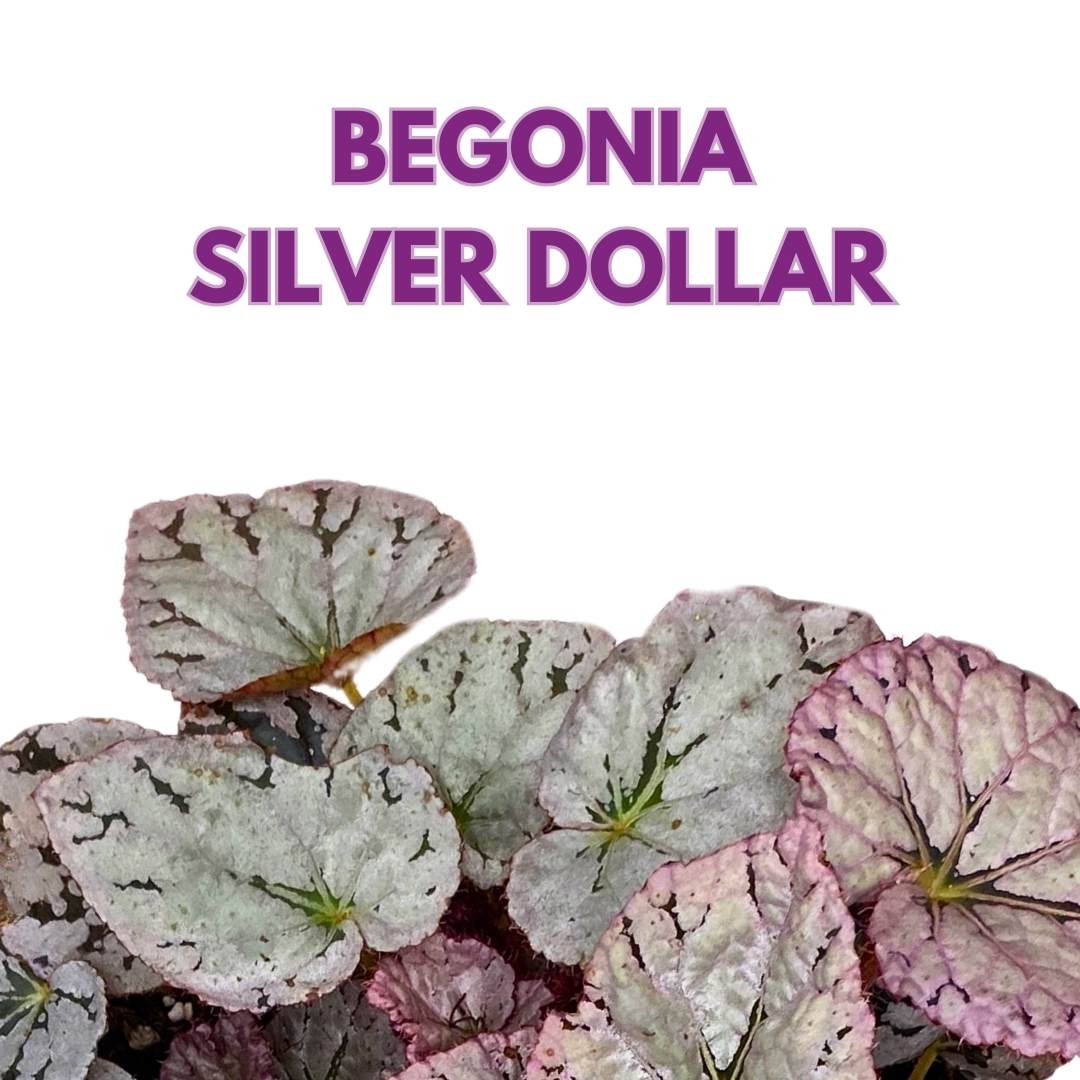 Begonia Rex Siver Dollar in a 6 inch White Round Leaves