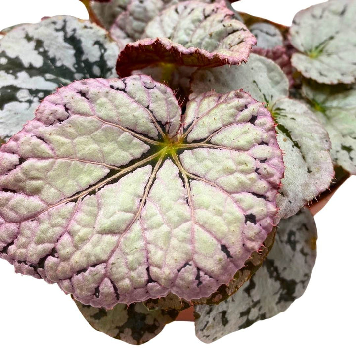 Begonia Rex Siver Dollar in a 6 inch White Round Leaves