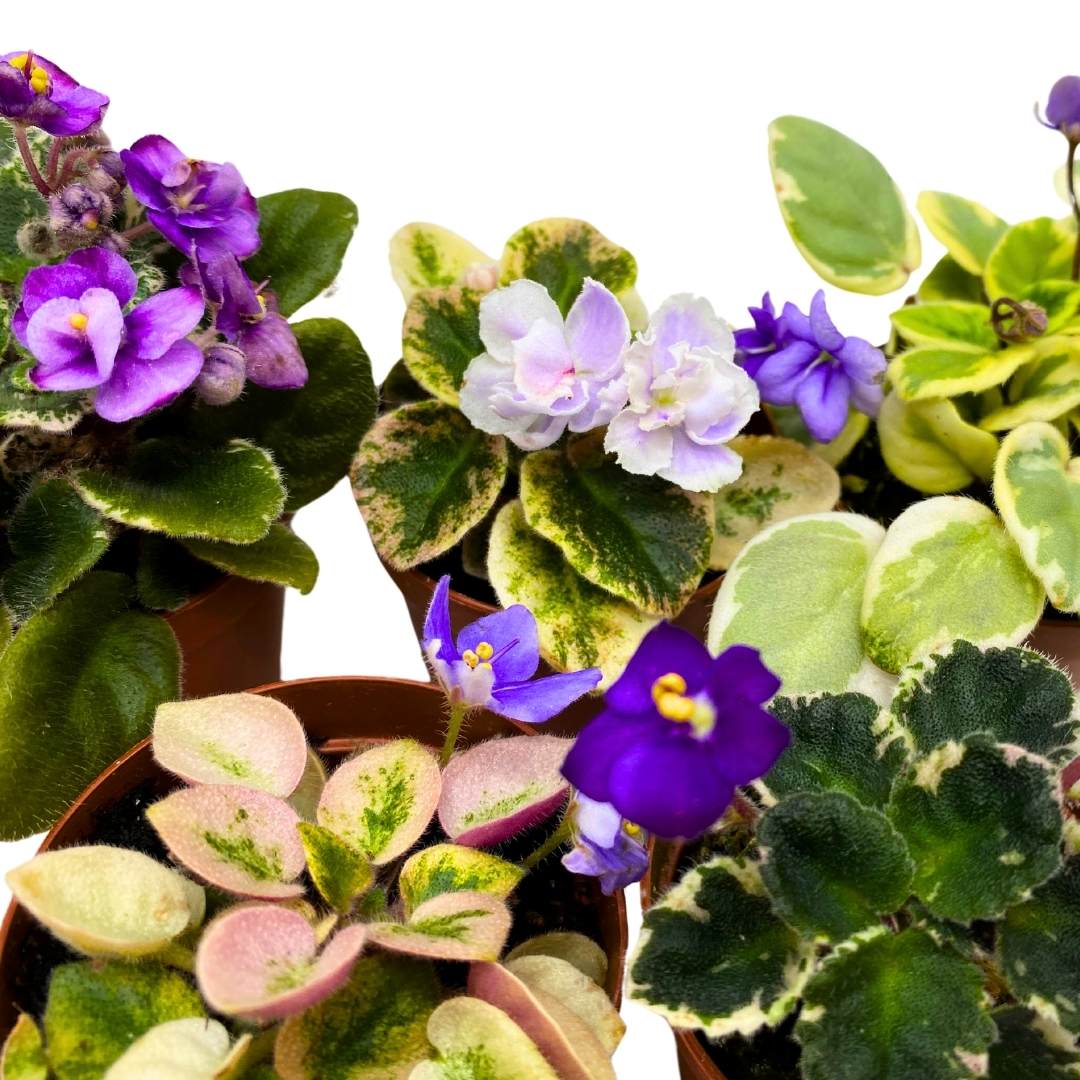 Harmony's Mini Variegated African Violets Grower's Choice Premium Mix 2 inch set of 5 Very Rare Variegated and Collector's Varieties