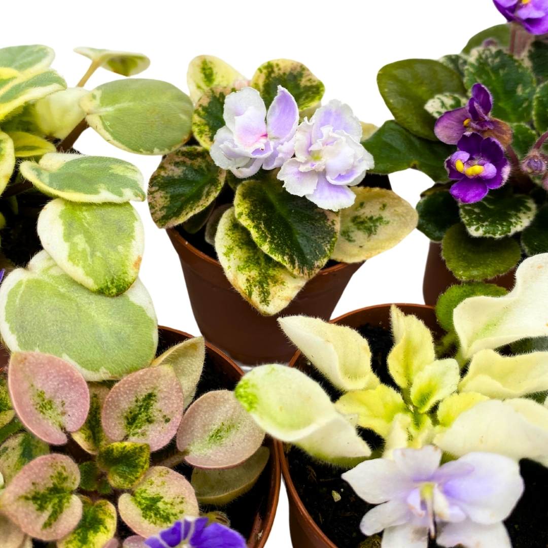 Harmony's Mini Variegated African Violets Grower's Choice Premium Mix 2 inch set of 5 Very Rare Variegated and Collector's Varieties