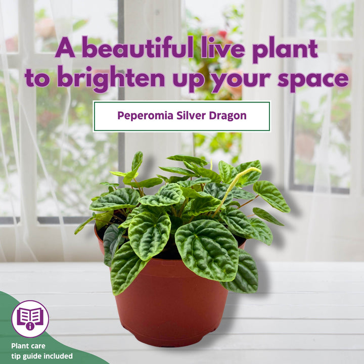 Peperomia Silver Dragon Light Green Emerald Ripple 6 inch