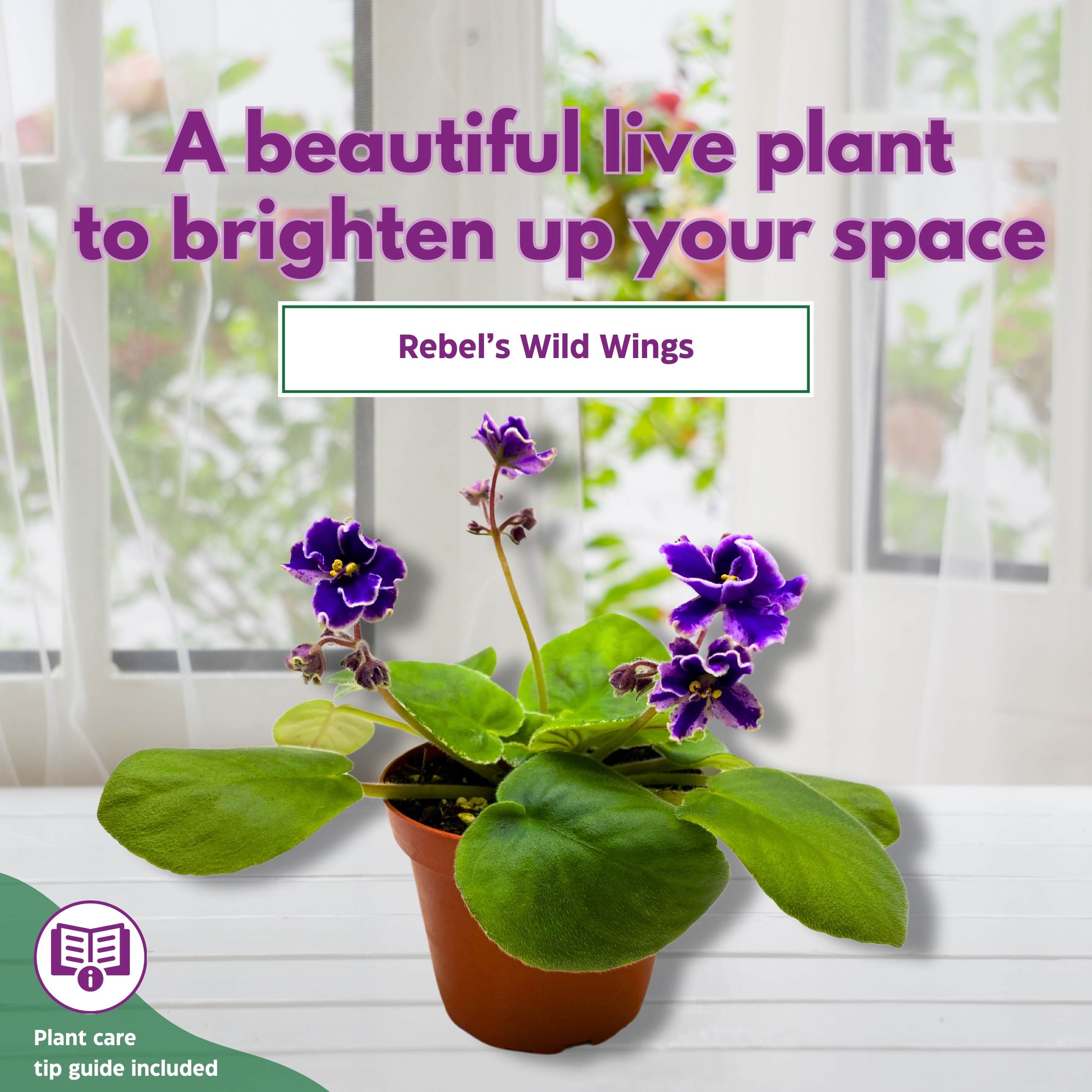 Rebel's Wild Wings African Violet Saintpaulia 4 inch – Harmony Foliage