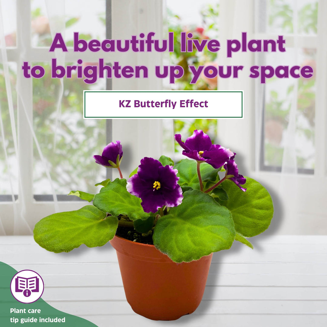 KZ Butterfly Effect African Violet 4 inch