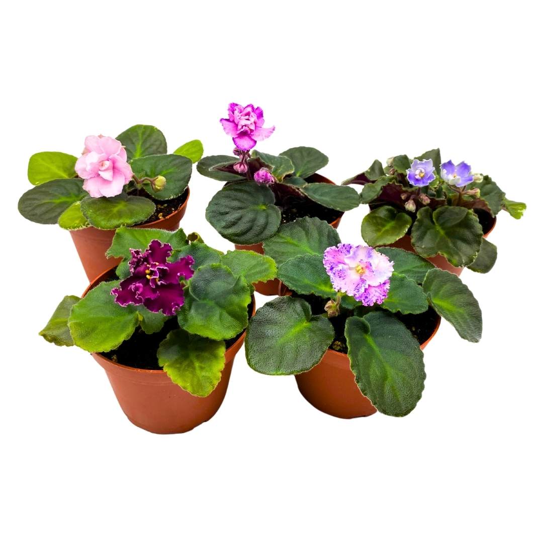 Harmony's African Violets Grower's Choice Mix 4 inch set of 5 Rare Variegated and Collector's Varieties