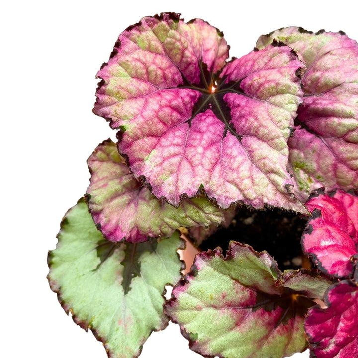 Begonia Rex Kotobuki Pink in a 6 inch Pot