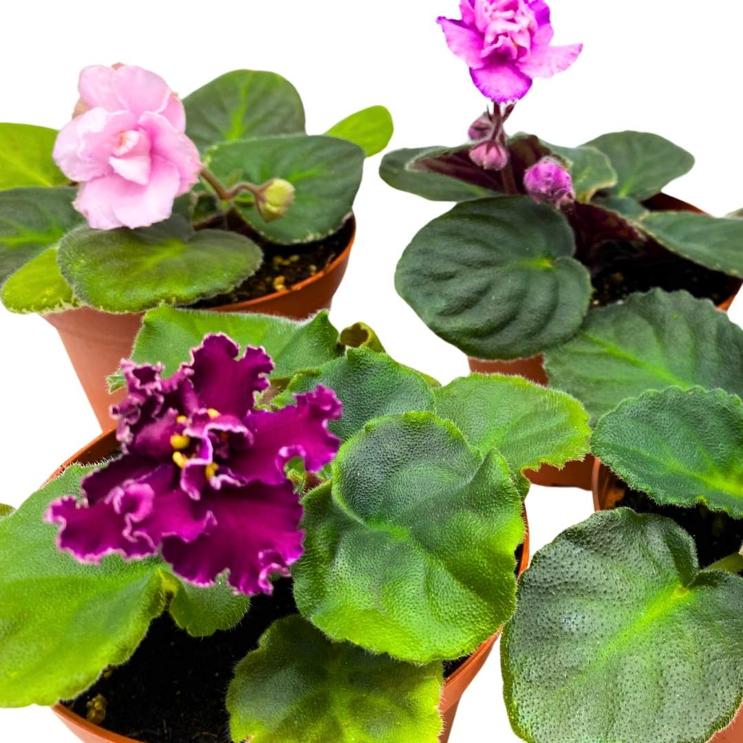 Harmony's African Violets Grower's Choice Mix 4 inch set of 5 Rare Variegated and Collector's Varieties