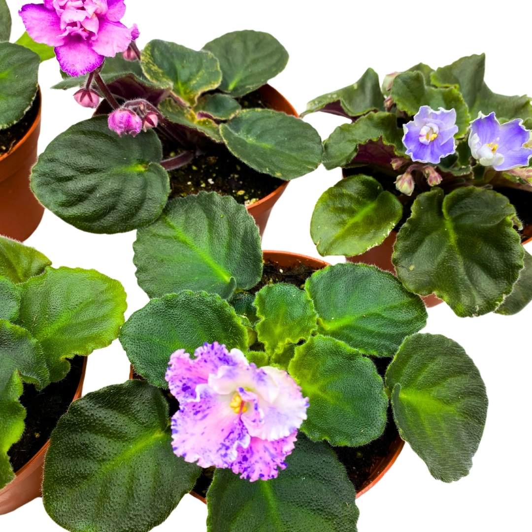 Harmony's African Violets Grower's Choice Mix 4 inch set of 5 Rare Variegated and Collector's Varieties