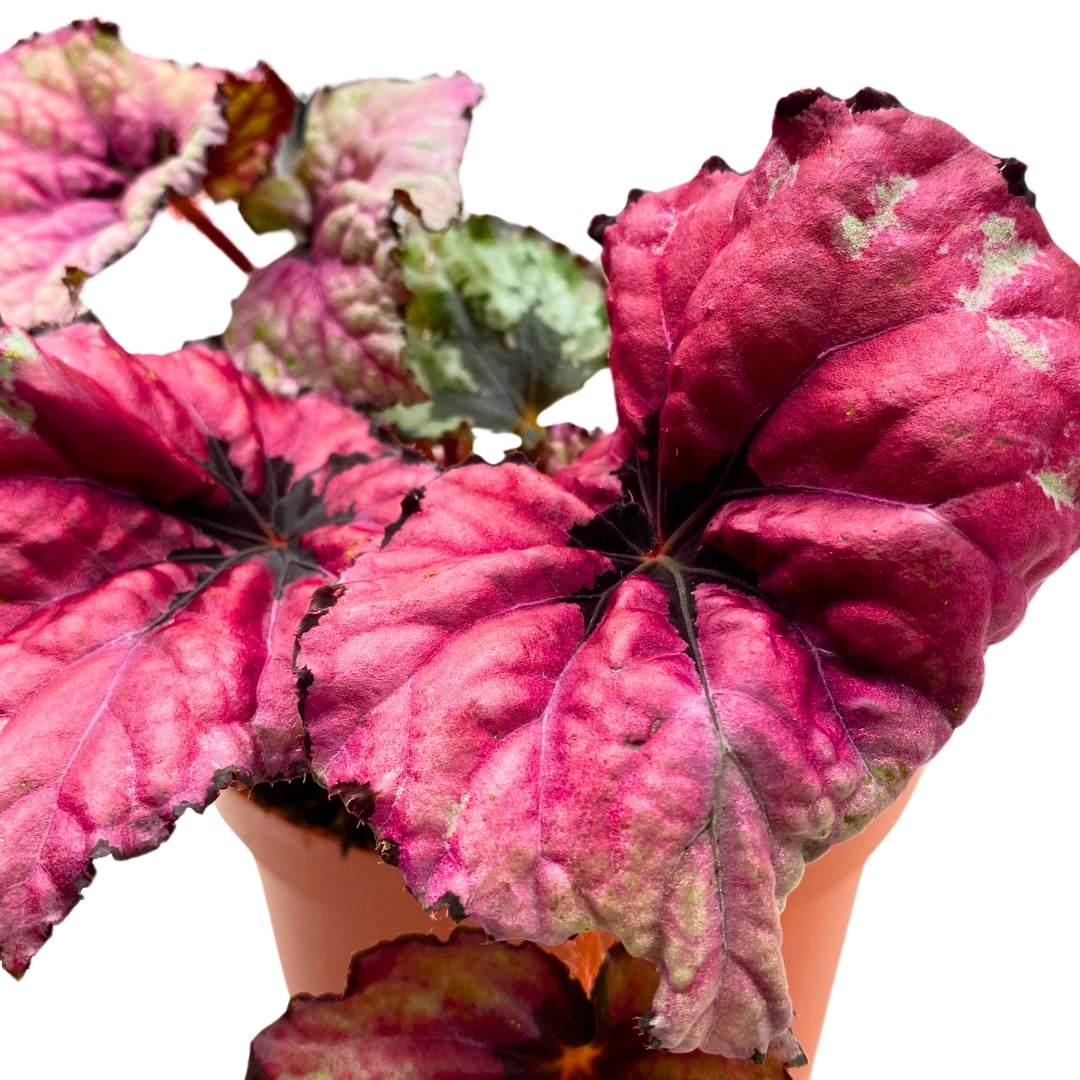 Begonia Rex Kotobuki Pink in a 6 inch Pot