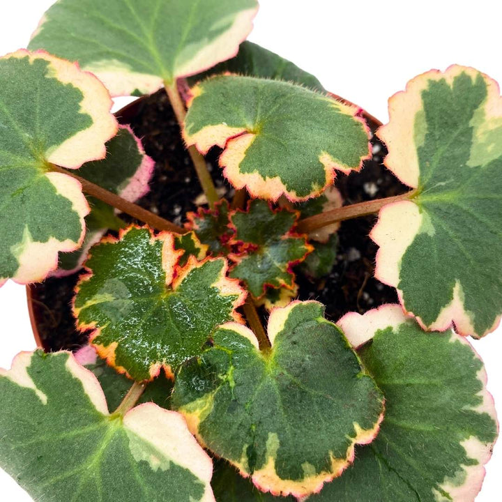 Variegated Strawberry Begonia 2 inch Saxifraga stolonifera