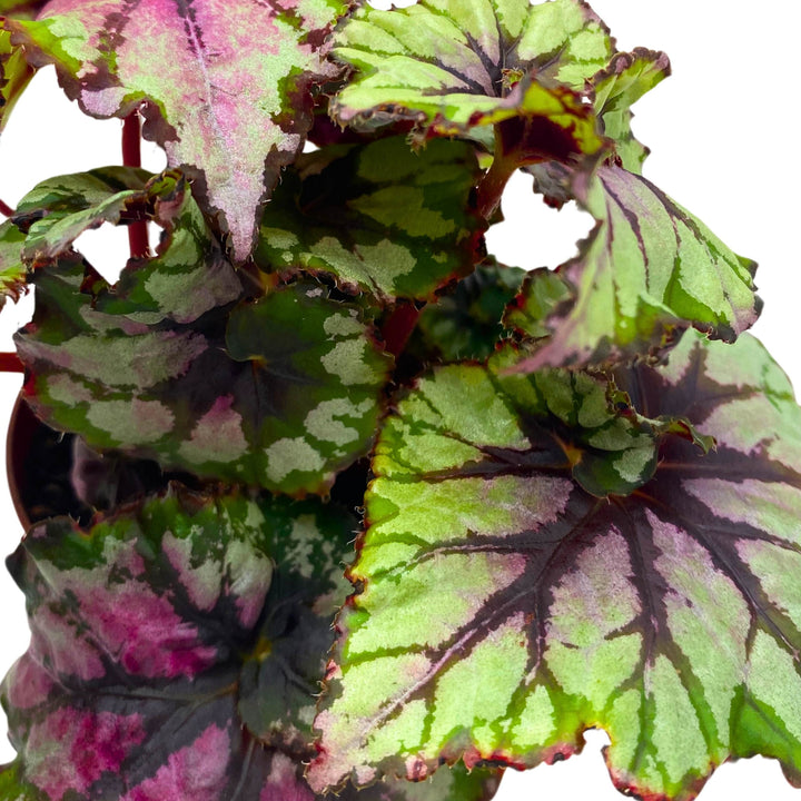 Begonia Rex Ballroom 4 inch