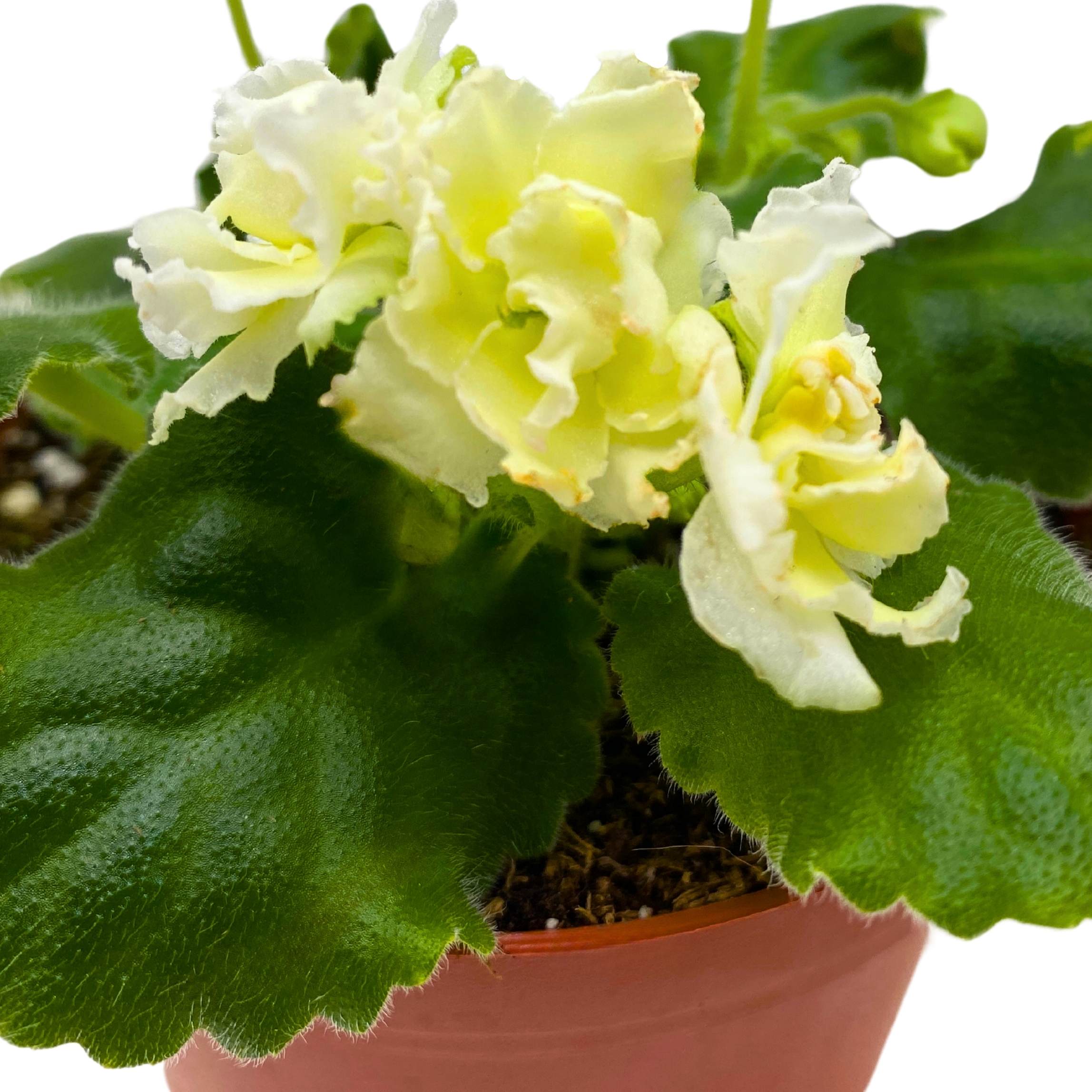 Tropical Sunshine African Violet Saintpaulia 4 inch – Harmony Foliage