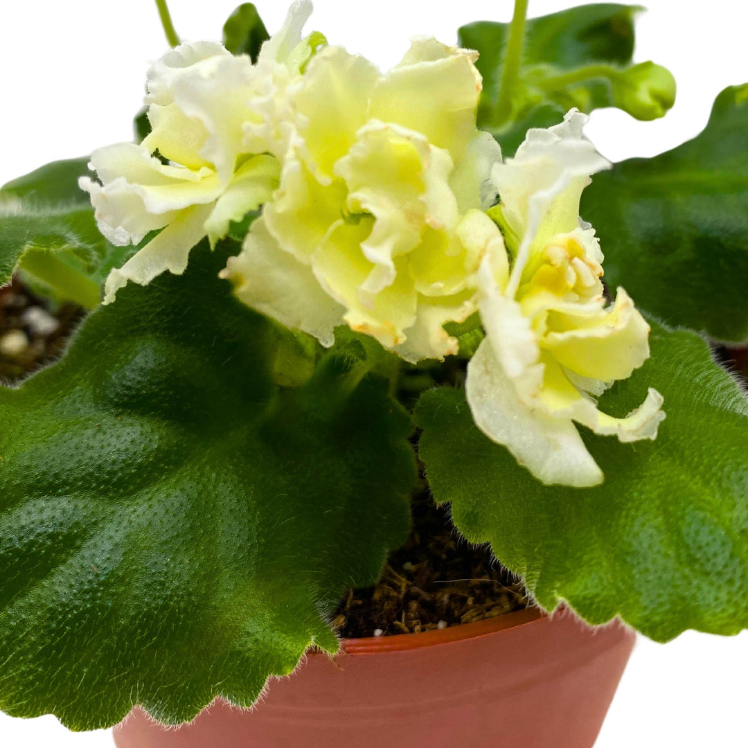 Tropical Sunshine African Violet Saintpaulia 4 inch