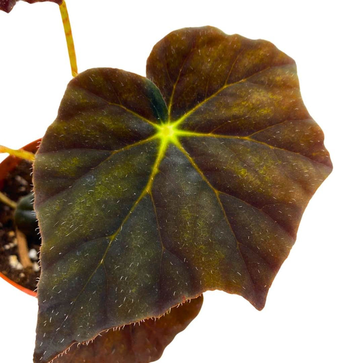 Begonia Joe Hayden Rhizomatous 4 inch