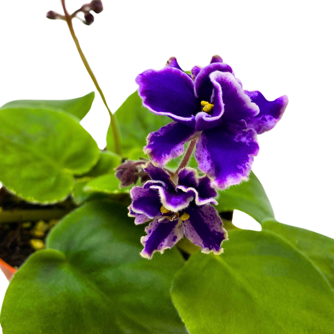 Rebel's Wild Wings African Violet Saintpaulia 4 inch