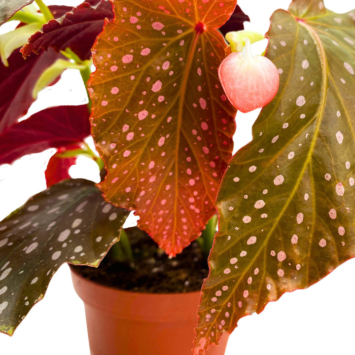 Harmony's Dreams Angel Wing Cane Begonia 4 inch