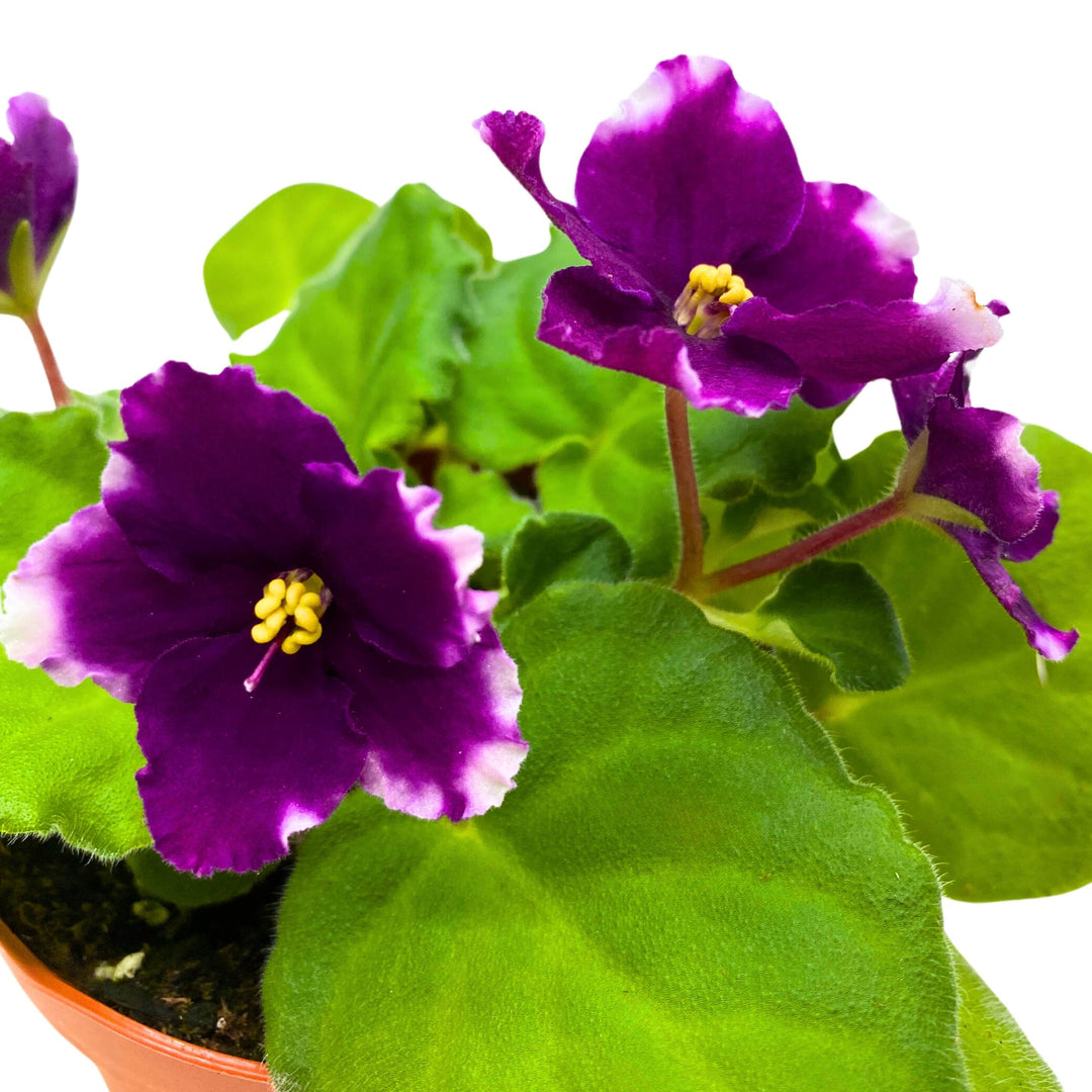 KZ Butterfly Effect African Violet 4 inch