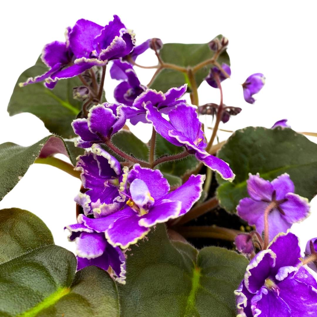 African Violet Wrangler's Spanish Cavalier 4 inch