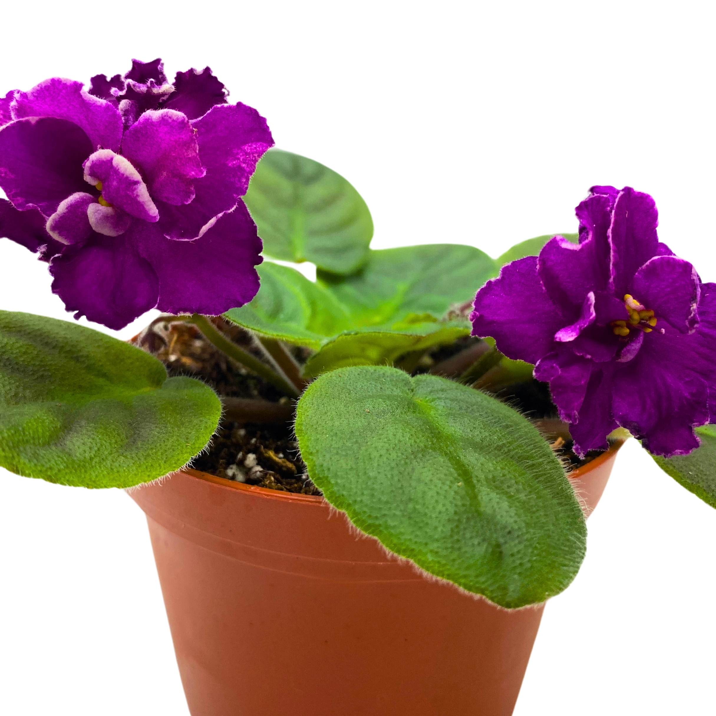 Sun Sizzle African Violet Saintpaulia 4 inch – Harmony Foliage