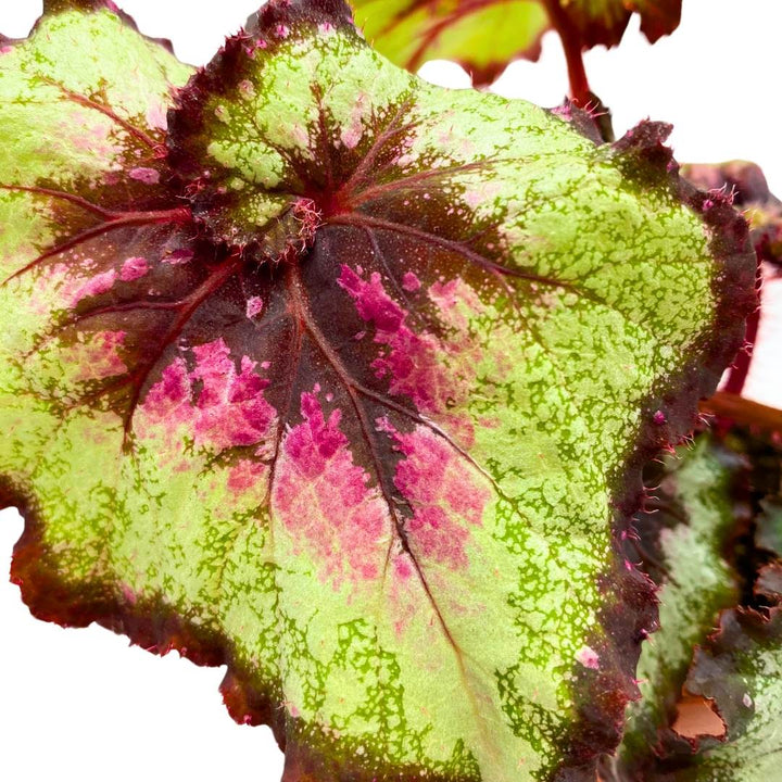 Begonia Rex Harmony's Galaxy 4 inch New Hybrid