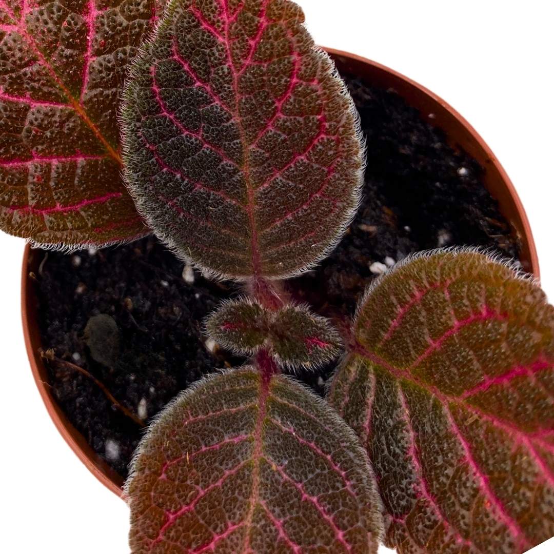 Episcia Pink Gator Flame Violet 2 inch