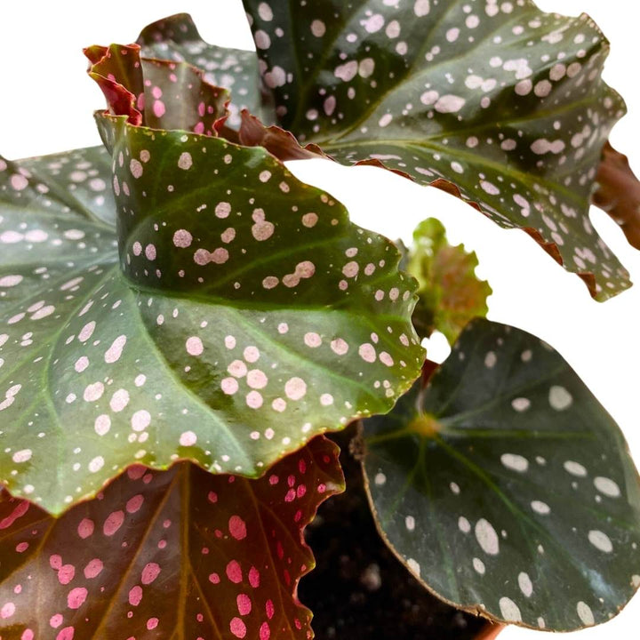 Begonia Cracklin' Rosie Angel Wing Cane 4 inch