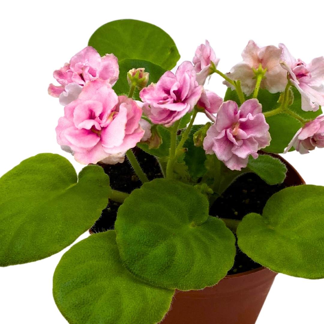 African Violet Aca's Pink Delight 4 inch Gesneriad