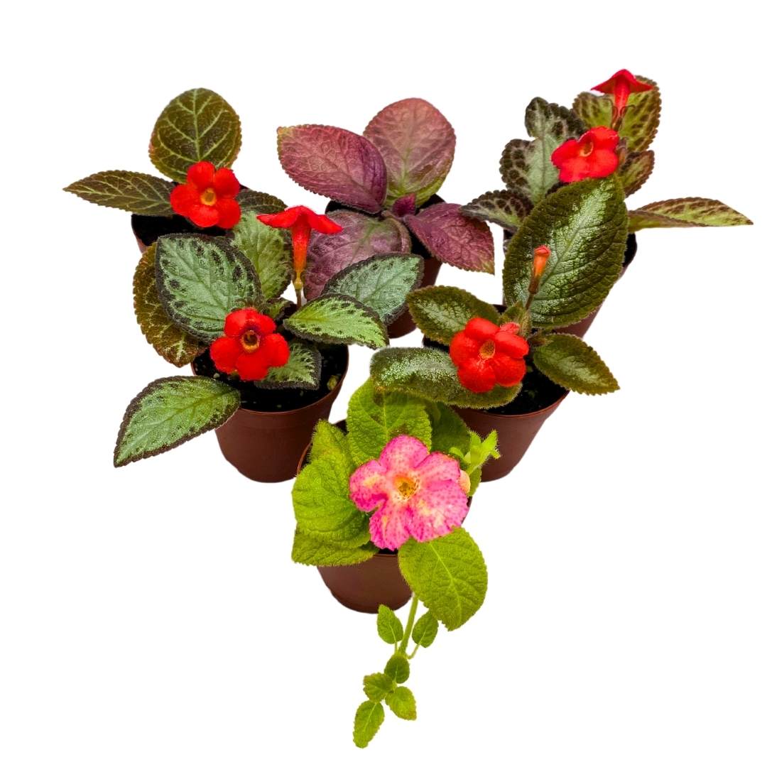 Harmony's Flame Violets Colorful Episcia Grower's Choice Mix 2 inch set of 6 Rare Variegated and Collector's Varieties