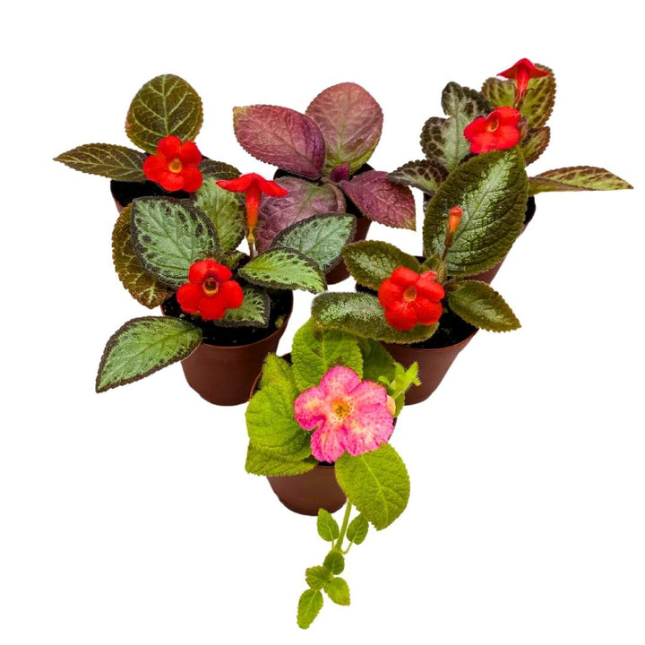 Harmony's Flame Violets Colorful Episcia Grower's Choice Mix 2 inch set of 6 Rare Variegated and Collector's Varieties