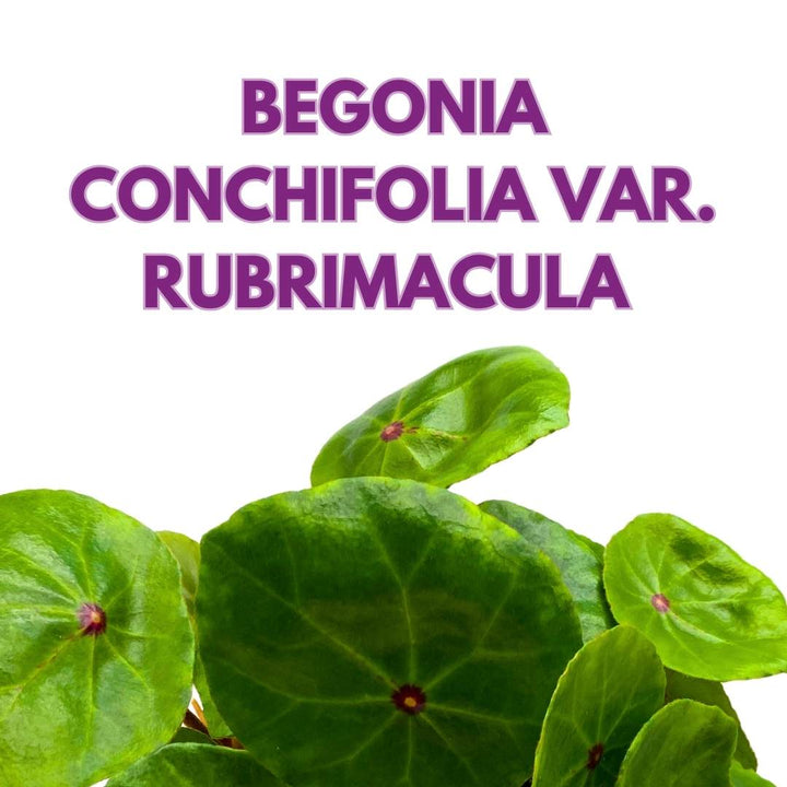 Begonia Conchifolia Var. Rubrimacula in a 6 inch Pot