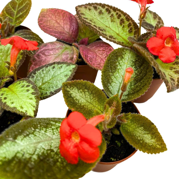 Harmony's Flame Violets Colorful Episcia Grower's Choice Mix 2 inch set of 6 Rare Variegated and Collector's Varieties