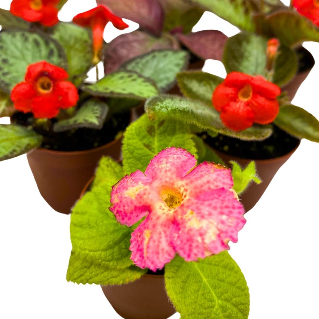 Harmony's Flame Violets Colorful Episcia Grower's Choice Mix 2 inch set of 6 Rare Variegated and Collector's Varieties