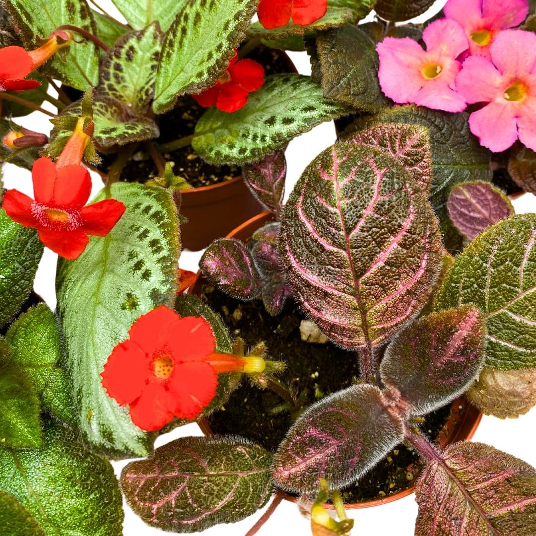 Harmony's Flame Violets Colorful Episcia Grower's Choice Mix 4 inch set of 5 Rare Variegated and Collector's Varieties