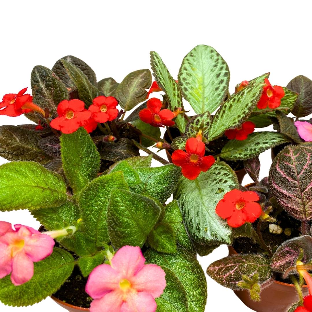 Harmony's Flame Violets Colorful Episcia Grower's Choice Mix 4 inch set of 5 Rare Variegated and Collector's Varieties