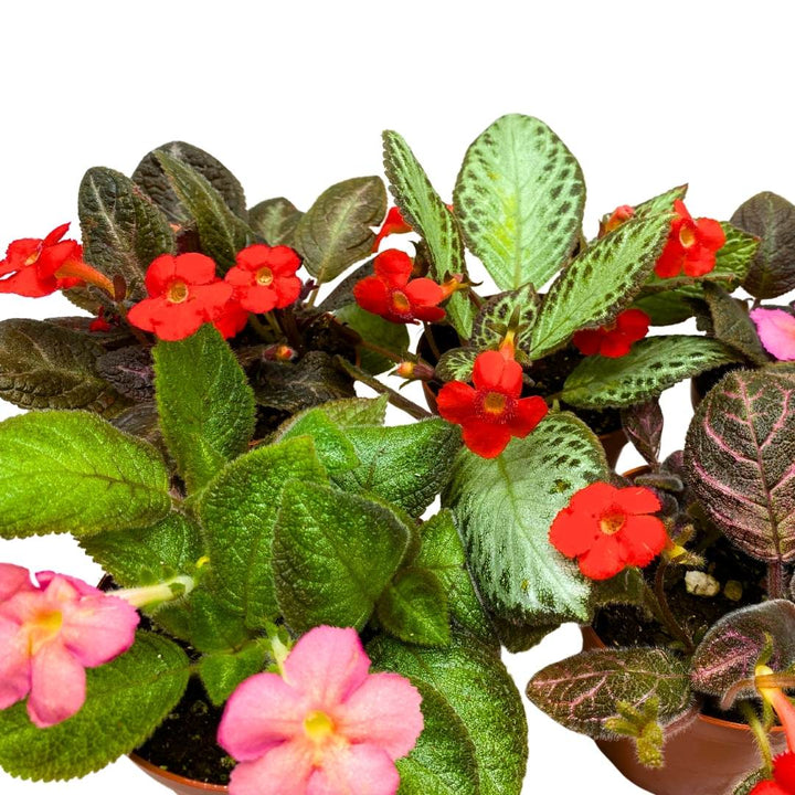 Harmony's Flame Violets Colorful Episcia Grower's Choice Mix 4 inch set of 5 Rare Variegated and Collector's Varieties