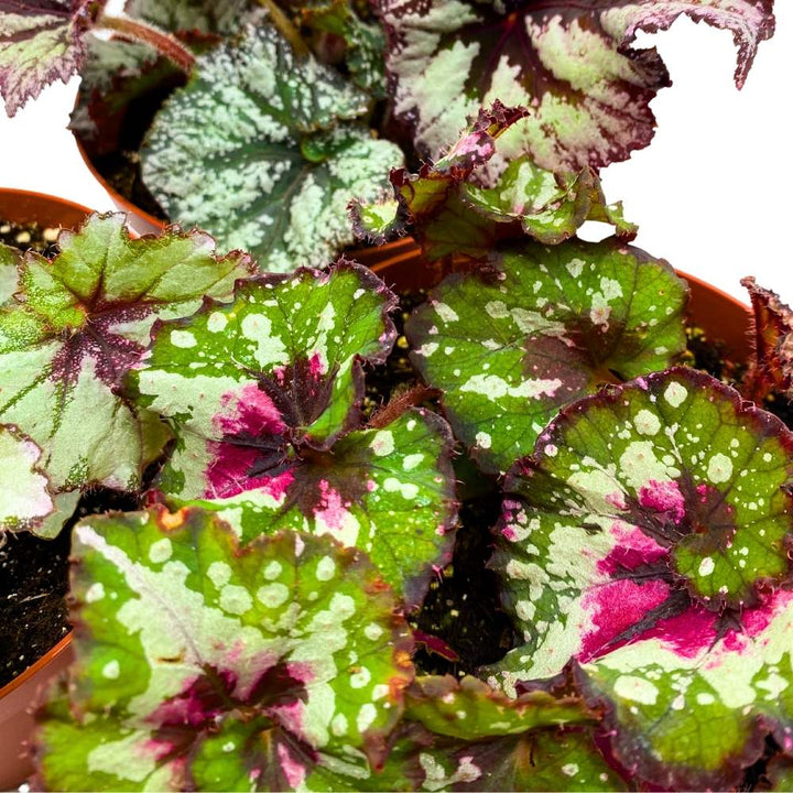 Harmony's Large Begonia Variety Assortment, 3 Different Begonia Rex in a 6 inch Pot, Begonia rex