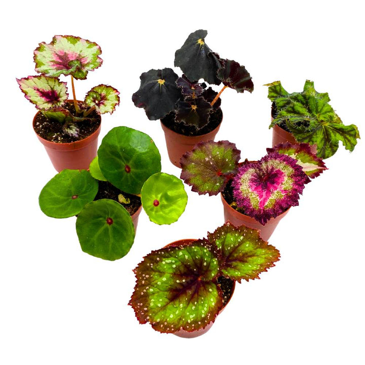 Harmony's Begonia Rex Assortment, 2 inch 6 Different Colorful Rex Begonias