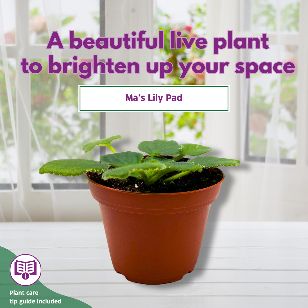 lily pad indoor plant African Violet Ma's Lily Pad 4 inch White Flower – Harmony Foliage