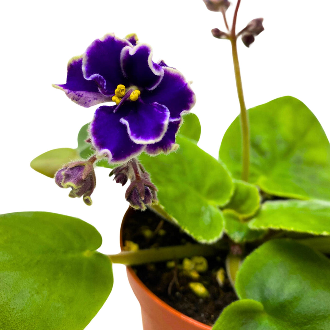 Rebel's Wild Wings African Violet Saintpaulia 4 inch